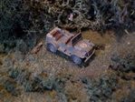 US_Patton_Staff_car.jpg